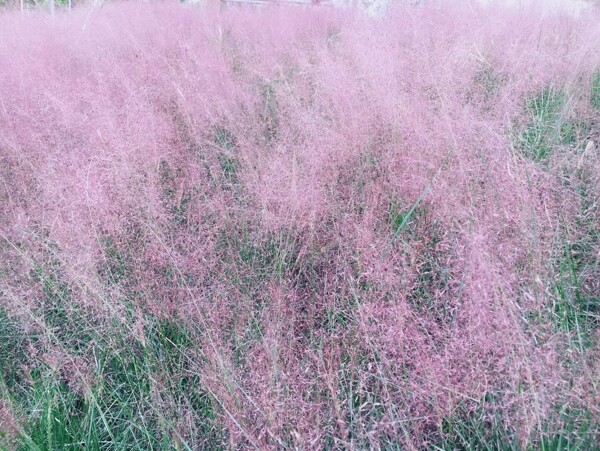 粉红色毛草