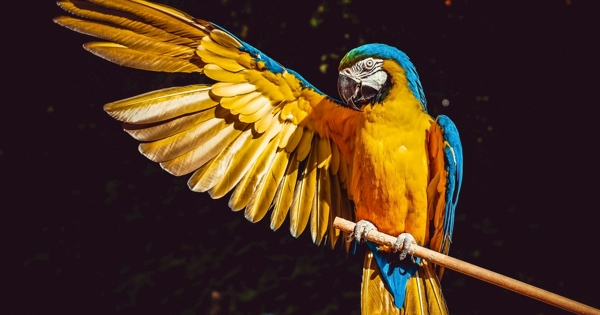 鹦鹉黄金刚鹦鹉鸟动物图片