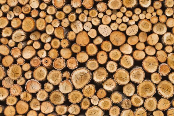 木桩木材树木年轮