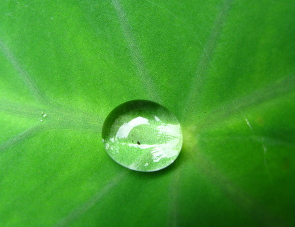 水珠圖片