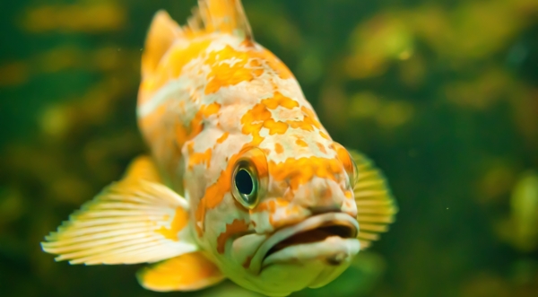 漂亮可爱的海洋黄花鱼图片