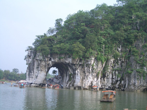 樹植物水風(fēng)景