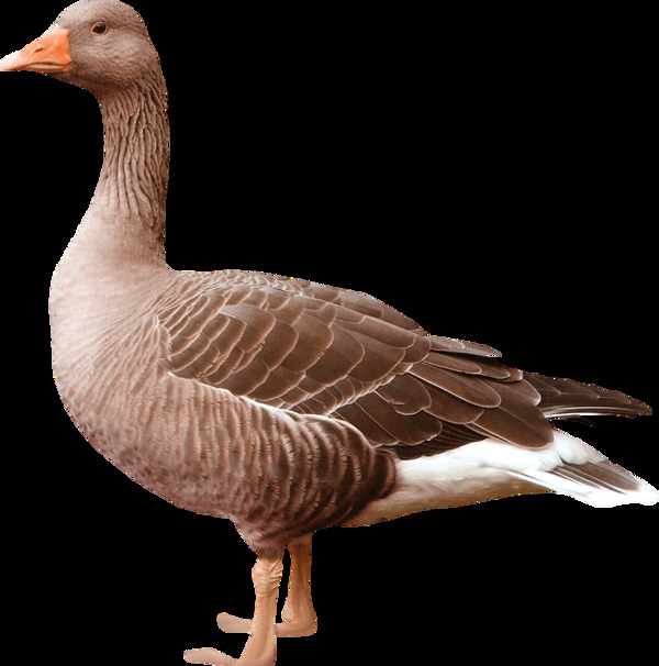 棕褐色羽毛的野鸭免抠png透明图层素材