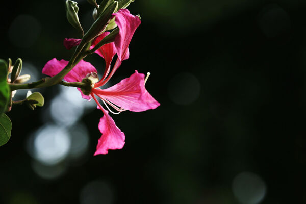 鲜艳紫荆花图片
