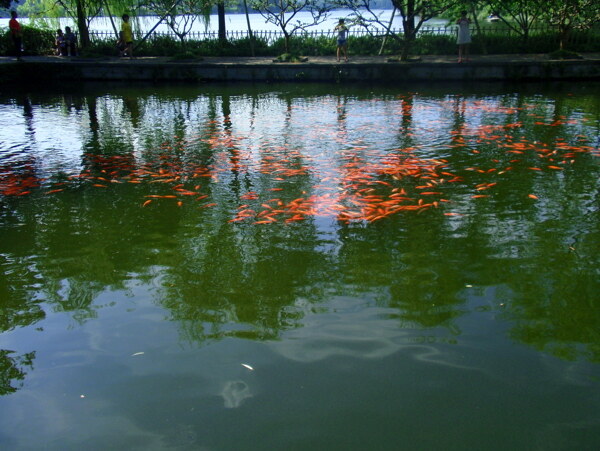 金魚圖片