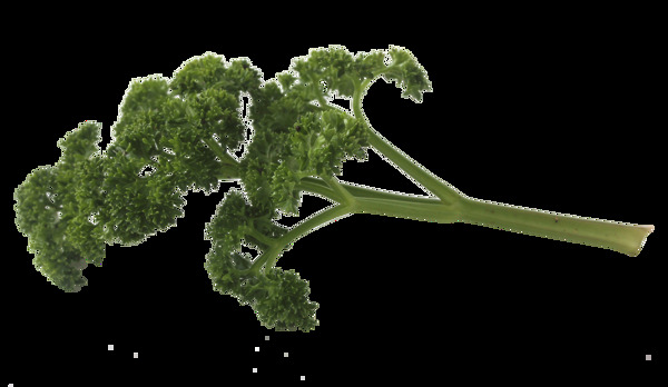 綠色植物透明素材