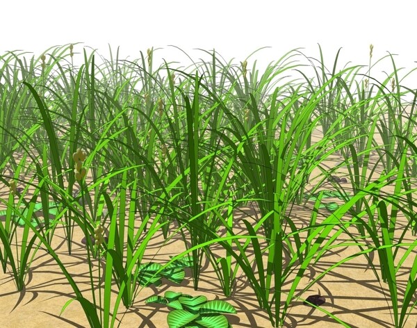 SU植物模型草丛