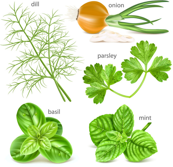 各種草本植物矢量素材