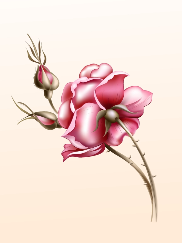 玫瑰花