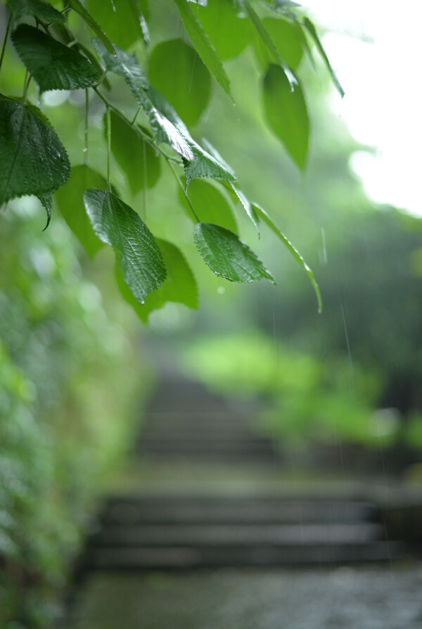 雨后的綠葉圖片