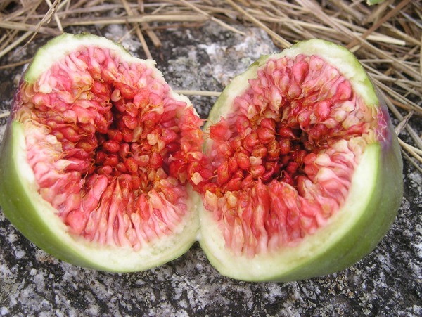 無花果
