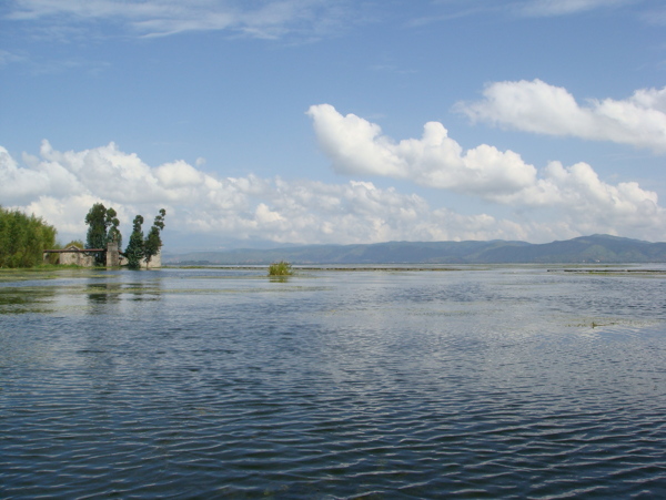 樹植物水風(fēng)景