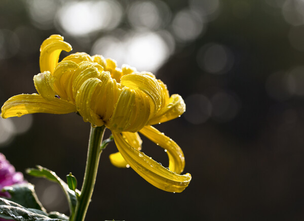 鲜艳黄色菊花图片