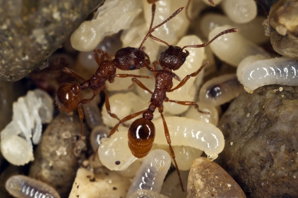蚂蚁和蚂蚁卵摄影图片