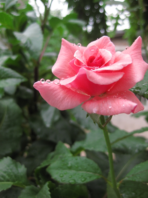 月季花圖片