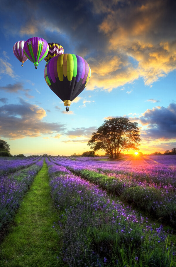 薰衣草上方飞翔的热气球图片