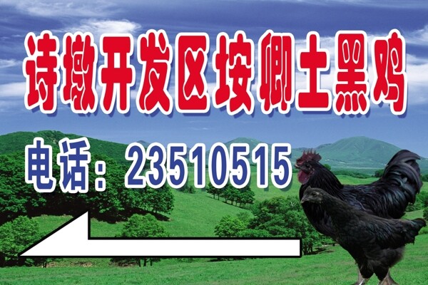 土黑雞圖片