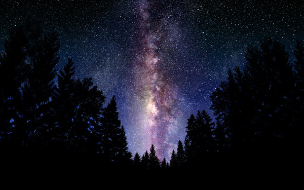 夜間樹林圖片