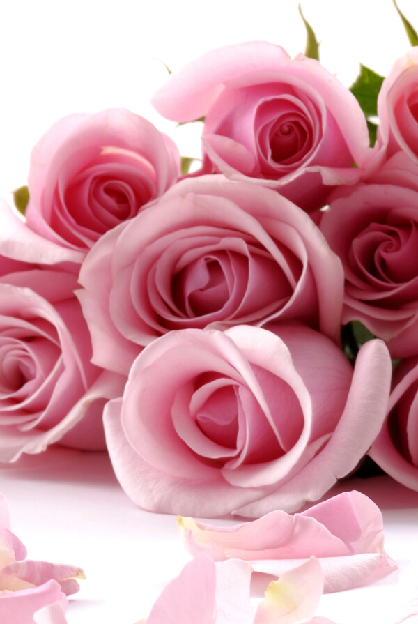 鲜艳欲滴粉色玫瑰花束装饰画