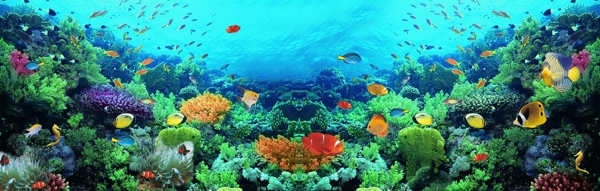 多彩的海底世界图片