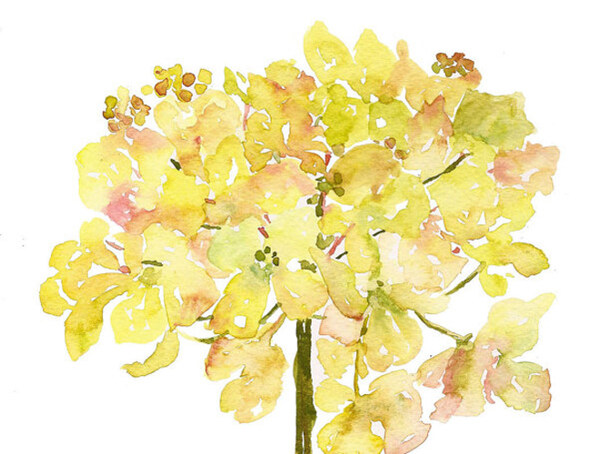位圖植物寫意花卉花朵野花免費(fèi)素材