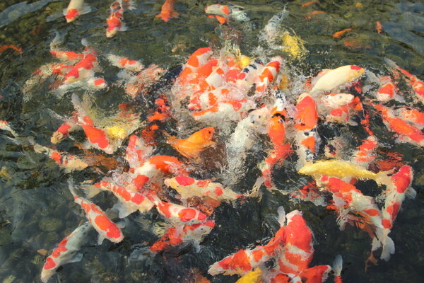 錦鯉