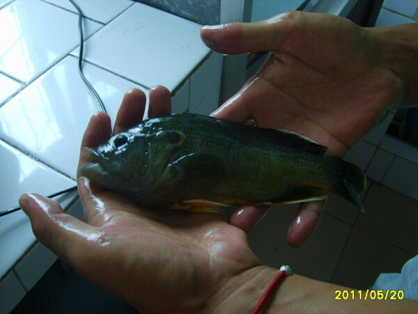 太陽魚圖片