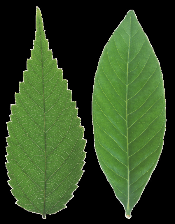 绿色树叶免抠png透明图层素材