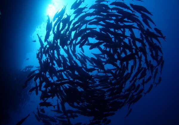 魚群