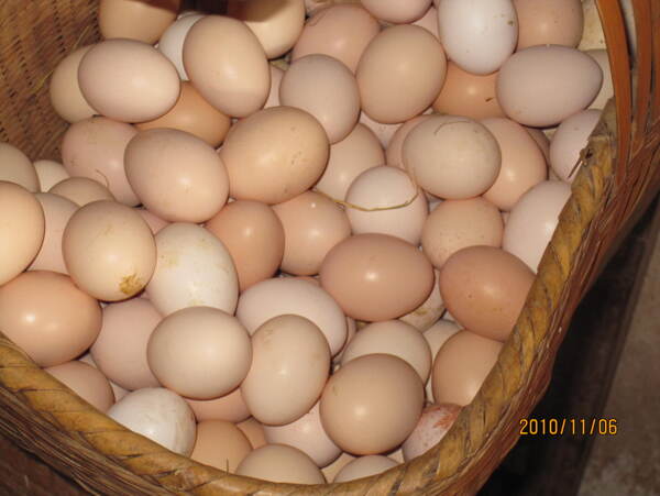 新鲜草鸡蛋图片
