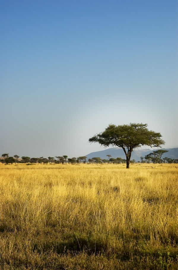 美丽非洲草原