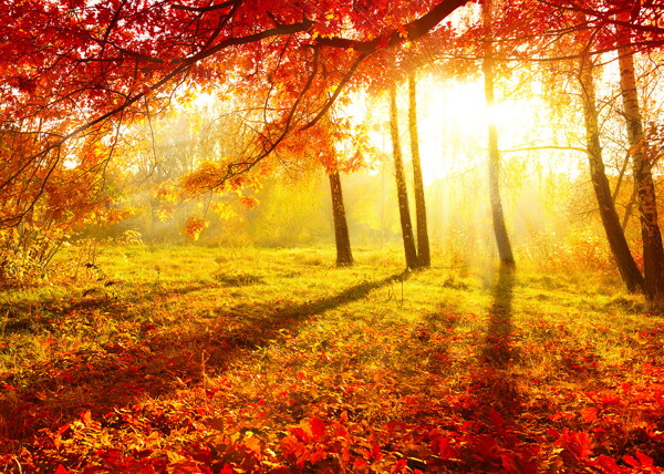 秋季枫树林图片