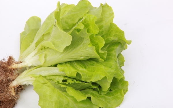 生菜圖片