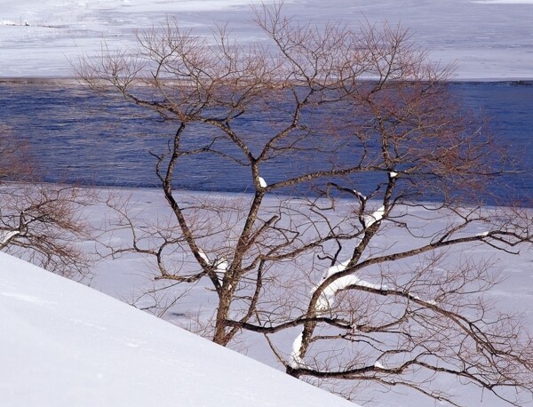 冬季江边的小树图片