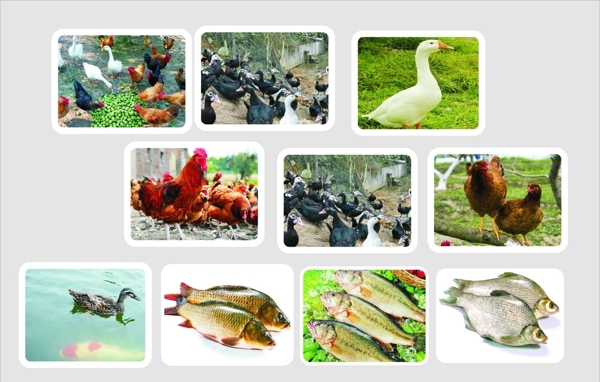 家養(yǎng)雞鴨魚