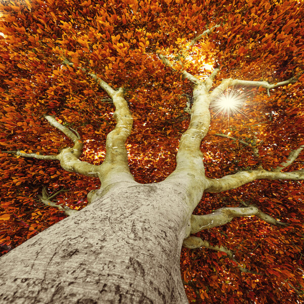 秋天大树背影图片