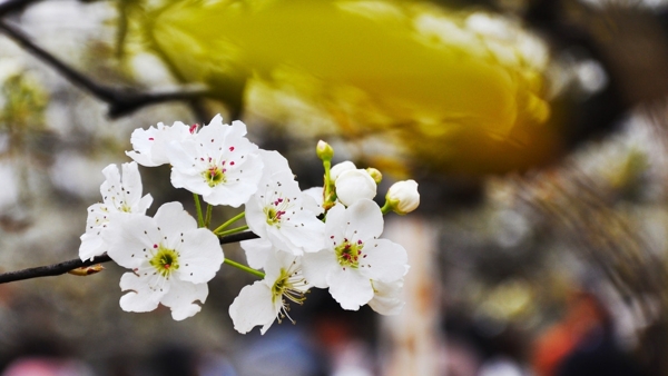 梨花圖片