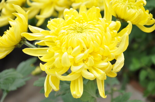 菊花黃色的花菊花圖片