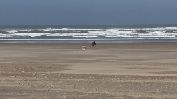 人与狗在海滩上运行2股票的录像视频免费下载