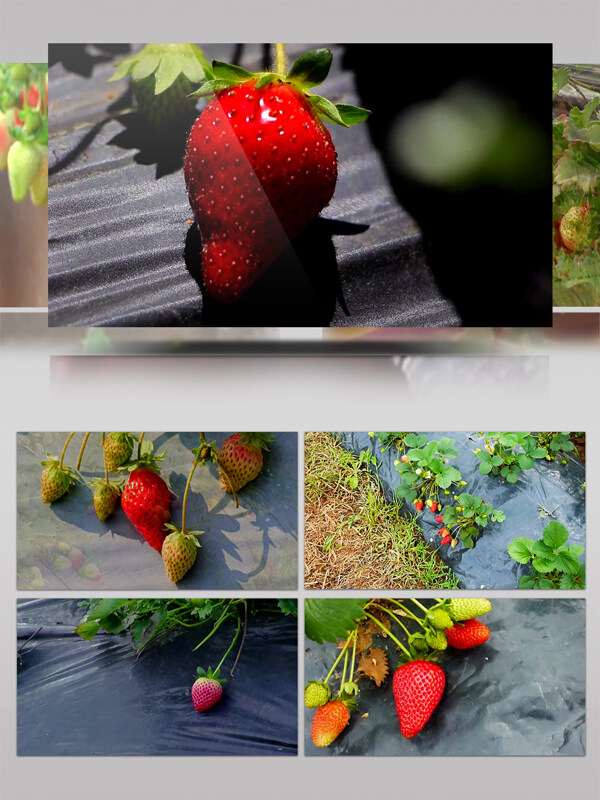 高清实拍草莓种植园特写草莓水果新鲜草莓