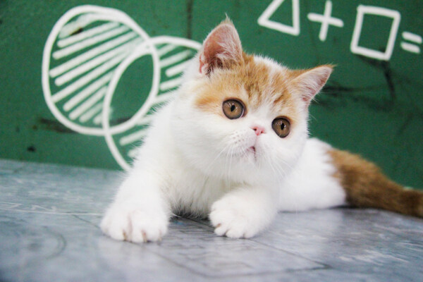 可爱加菲猫猫咪摄影图