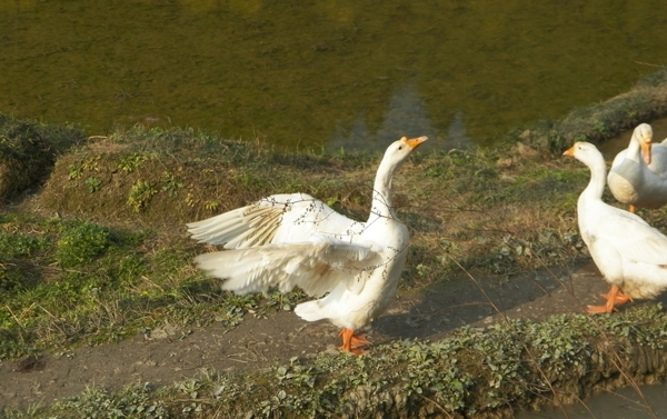 鵝