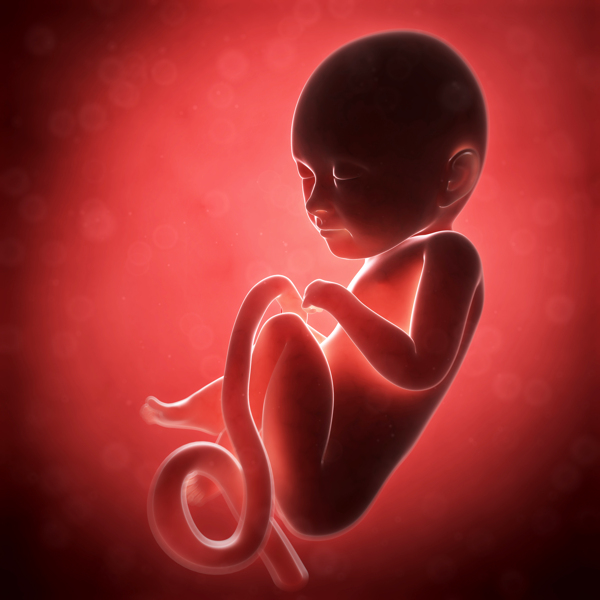 胎儿发育过程素材图片