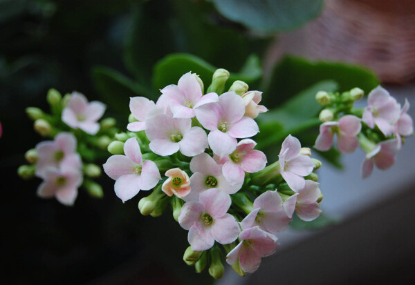 美麗長(zhǎng)春花圖片
