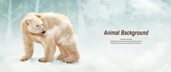 北极熊展示海报背景