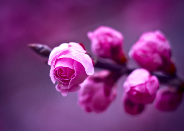 位圖寫(xiě)實(shí)花卉植物花朵梅花免費(fèi)素材