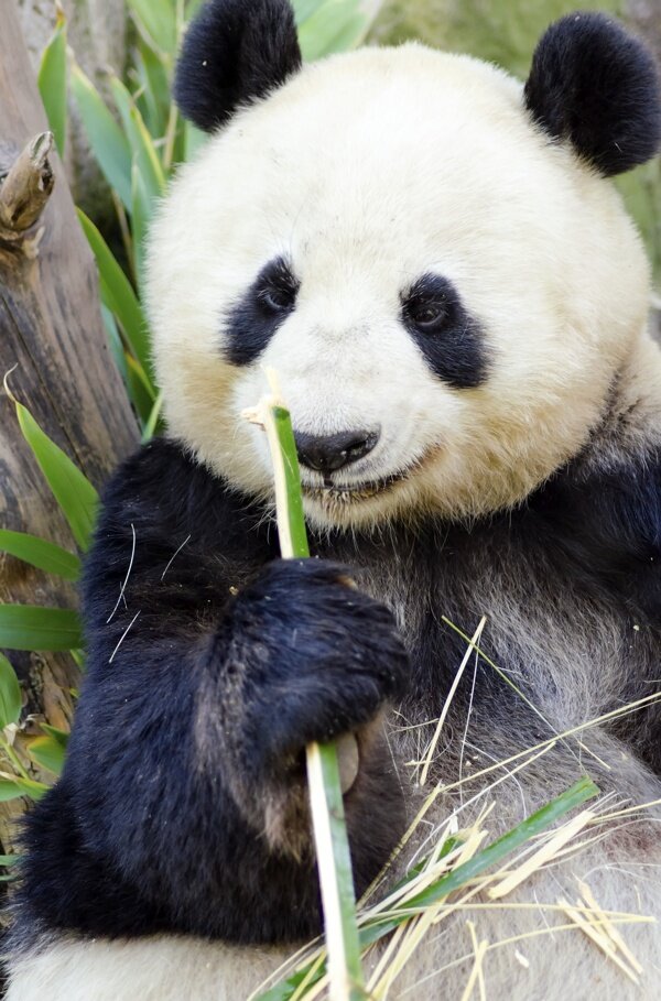 可爱熊猫