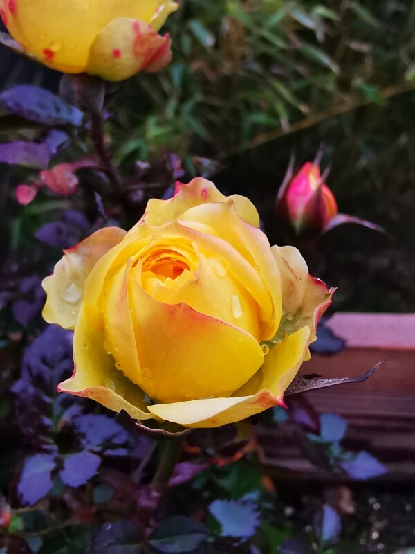 黄色蔷薇水滴