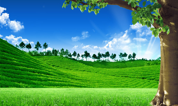 茶韻清香茶園風(fēng)光