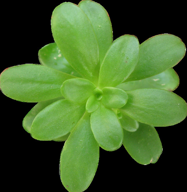 一棵綠色的植物透明素材